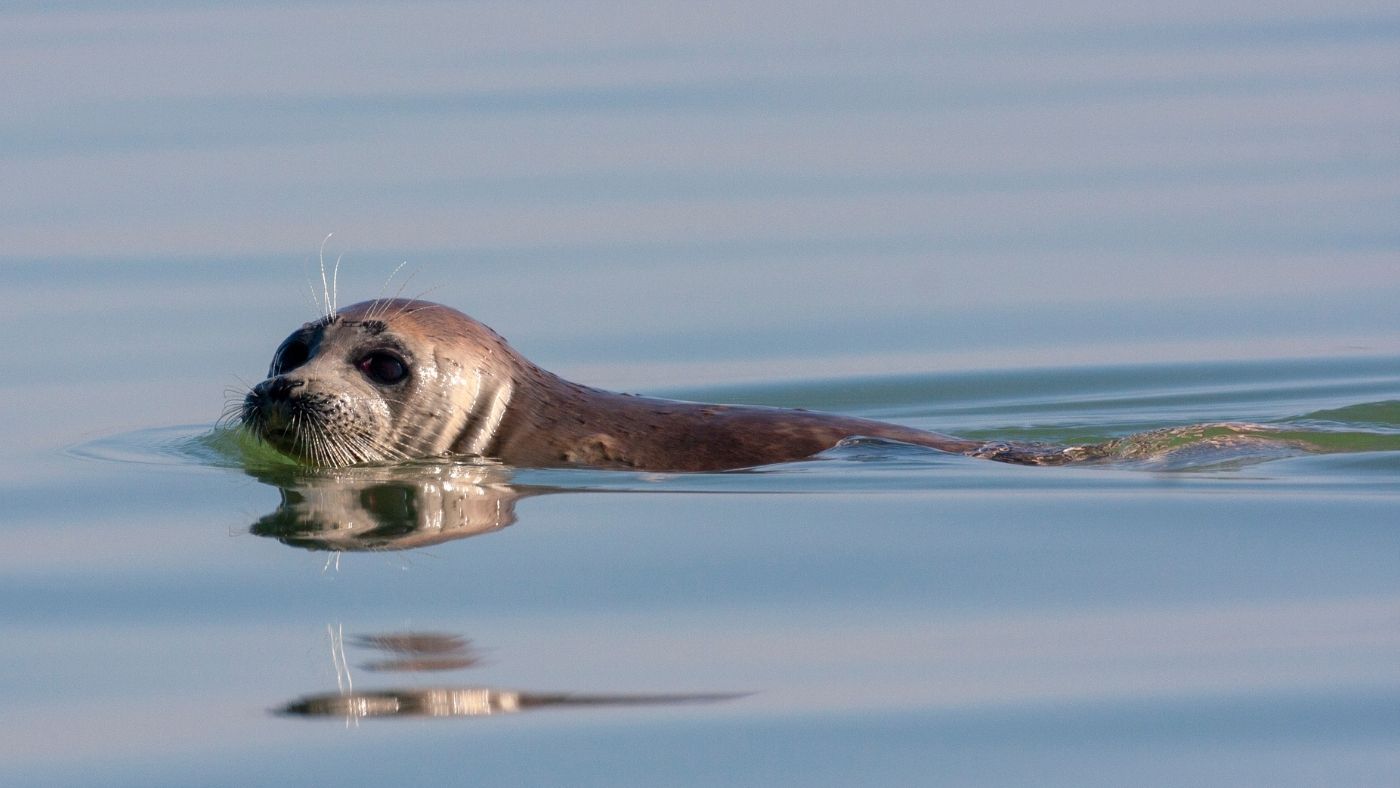 Több mint 170 veszélyeztetett fóka tetemére bukkantak a Kaszpi-tenger partján