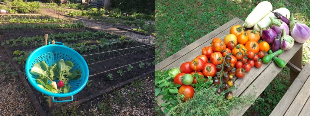 közösségi kert zöldség terményei