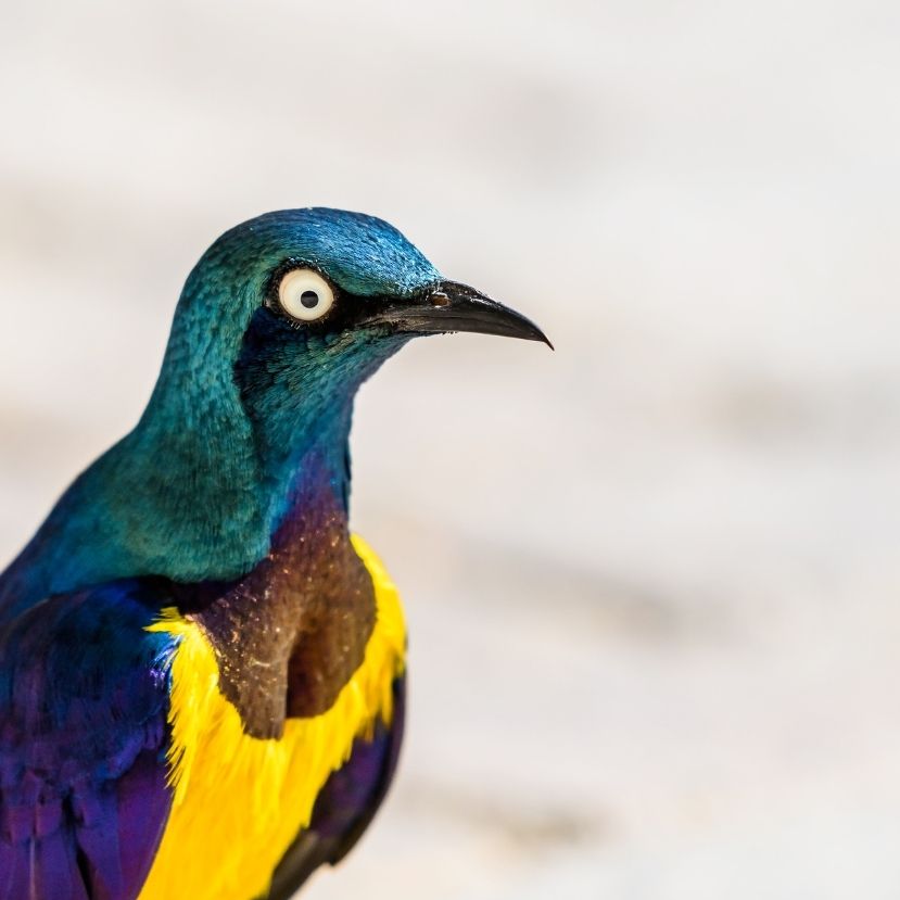A madárfajok jelentős része a kihalás szélére sodródott
