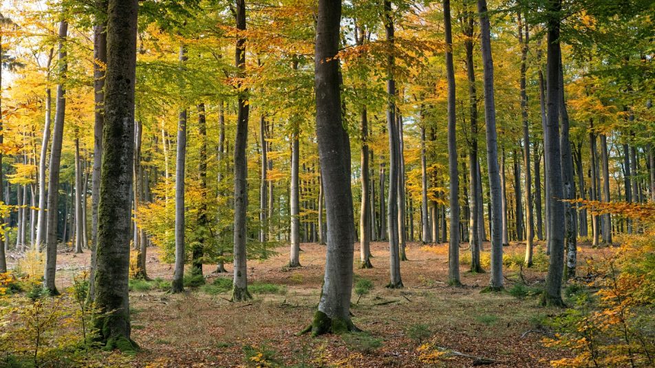 Tovább zöldül Skócia: 18 millió fát ültetnek Glasgow-ban