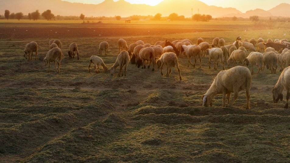 Mi jár a pásztor fejében? – az ősi tudást kutatják Magyarországon