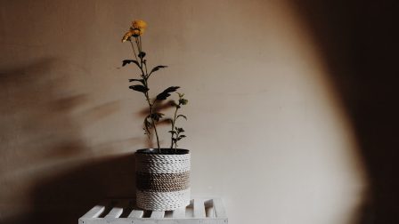 Tippek szakértőtől, ha árnyékos helyre szeretnél szobanövényeket