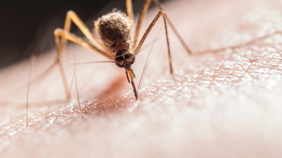Rossz hír: egész éven keresztül tarthat a szúnyogszezon