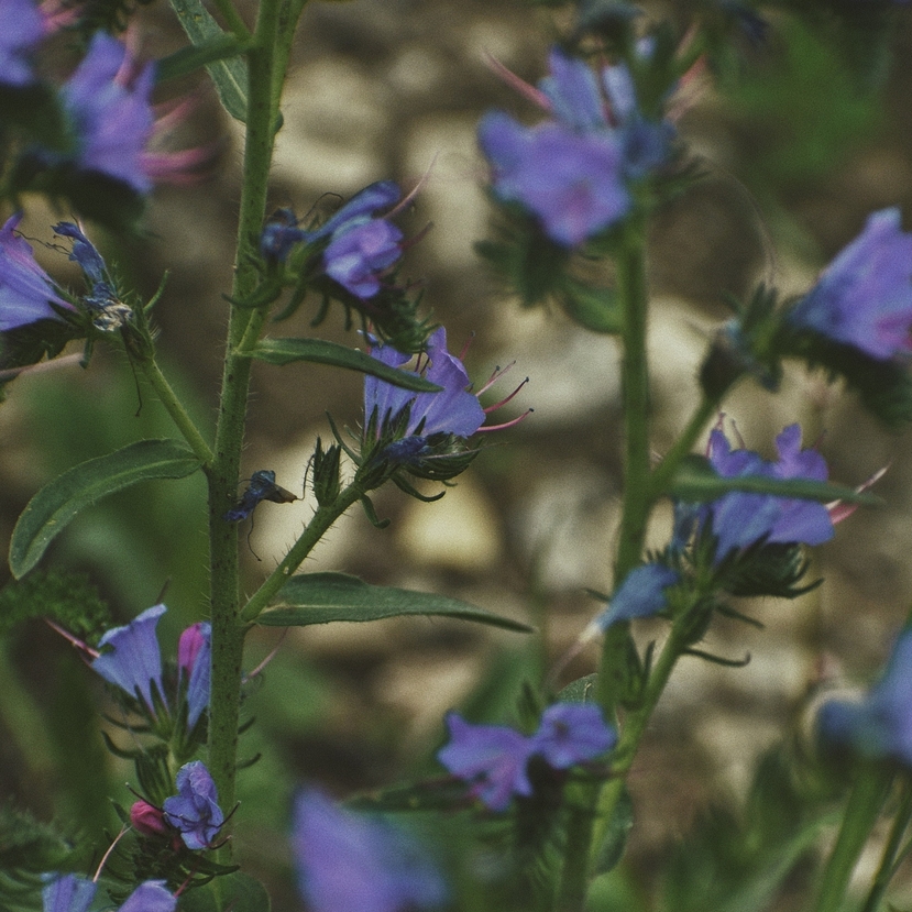 Etikett erdőn-mezőn, avagy egy jó fotó kedvéért se gázoljunk a virágtengerbe!