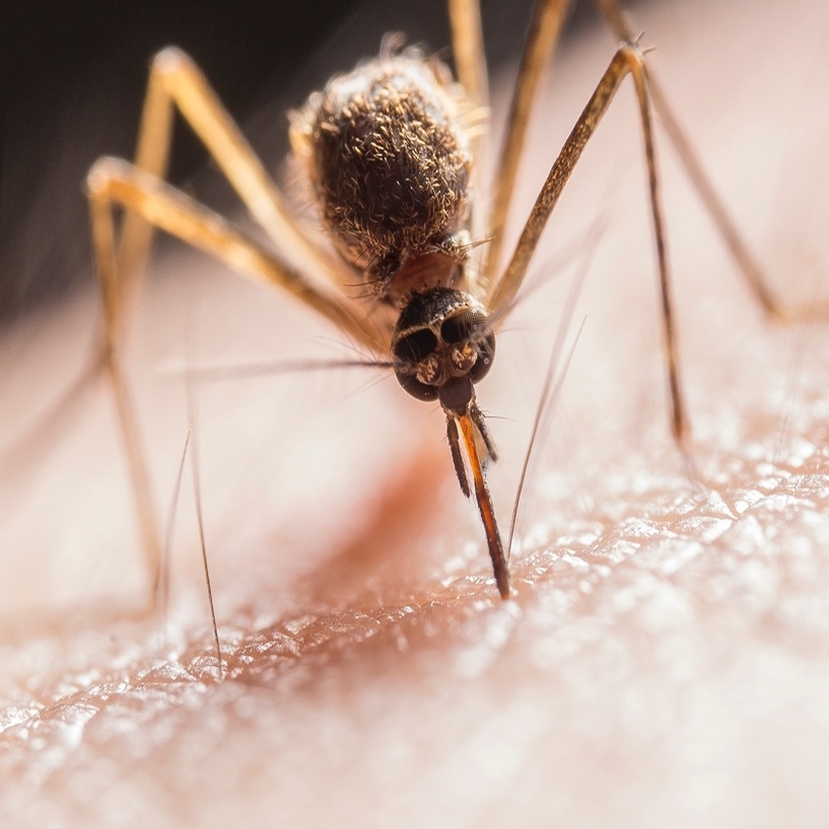Rossz hír: egész éven keresztül tarthat a szúnyogszezon
