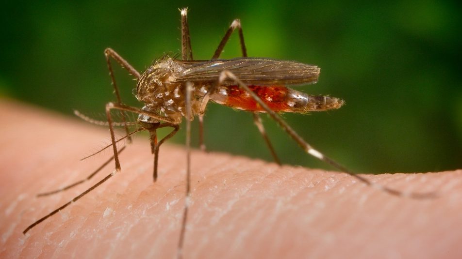 Északi szomszédunknál is feltűnt a veszélyes invazív szúnyogfaj