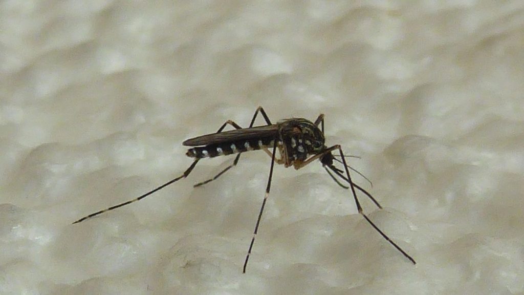 invazív szúnyog 
koreai szúnyog