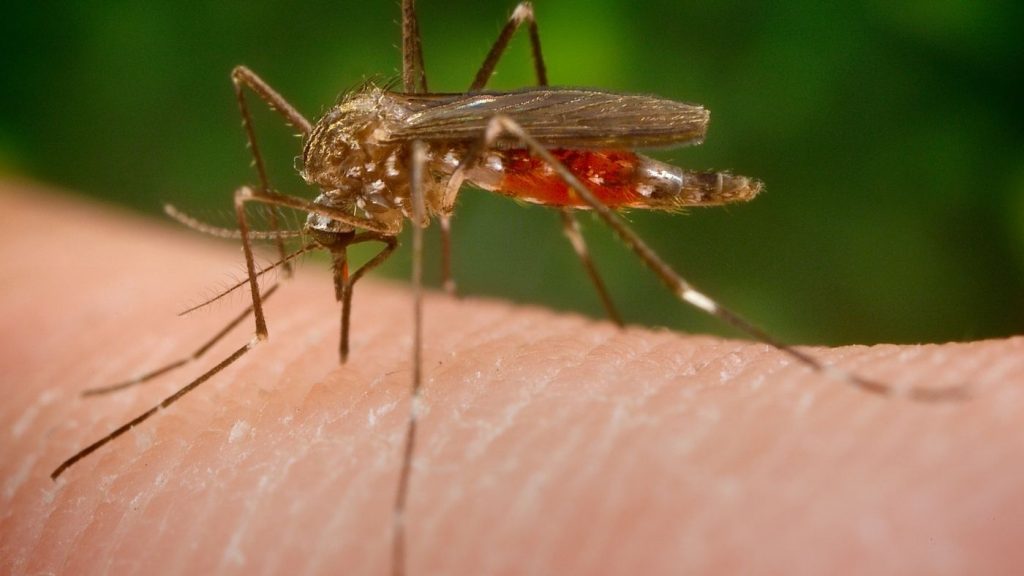 invazív szúnyog 
japán bozótszúnyog