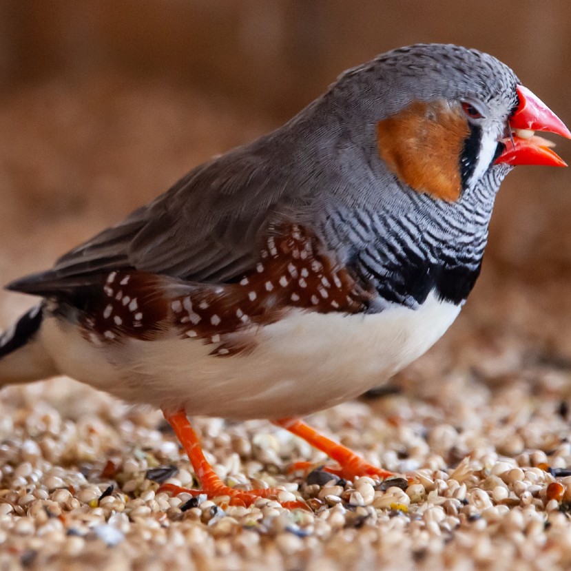 A hőhullámok nem várt hatással vannak a madárfészkekre
