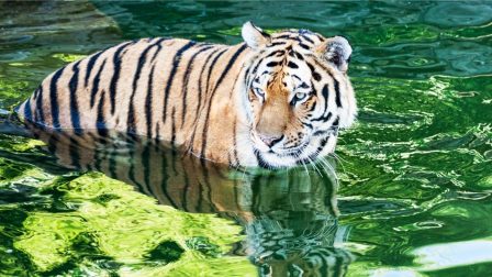 70 bengáli tigris megölésével gyanúsítanak egy orvvadászt