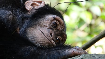 Az emberszabású majmok elveszíthetik afrikai otthonuk 90%-át