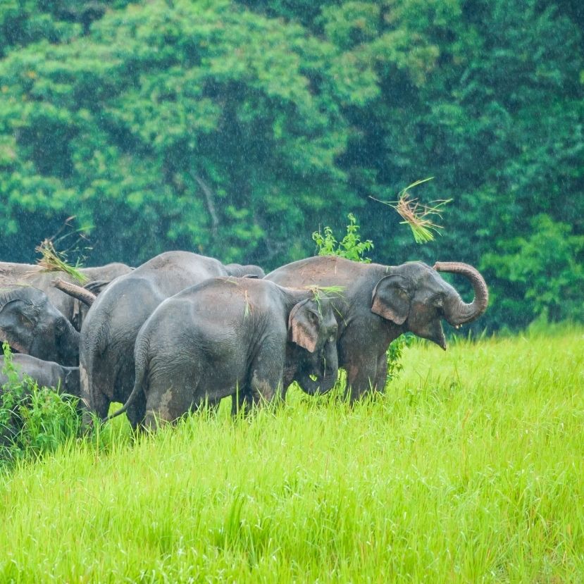 Értetlenül állnak a tudósok a kínai elefántcsorda vándorlása előtt