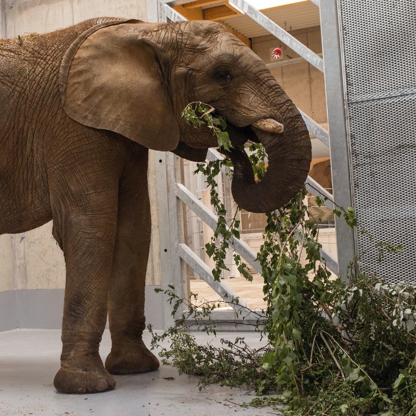 Afrikai elefánt érkezett a győri állatkertbe!