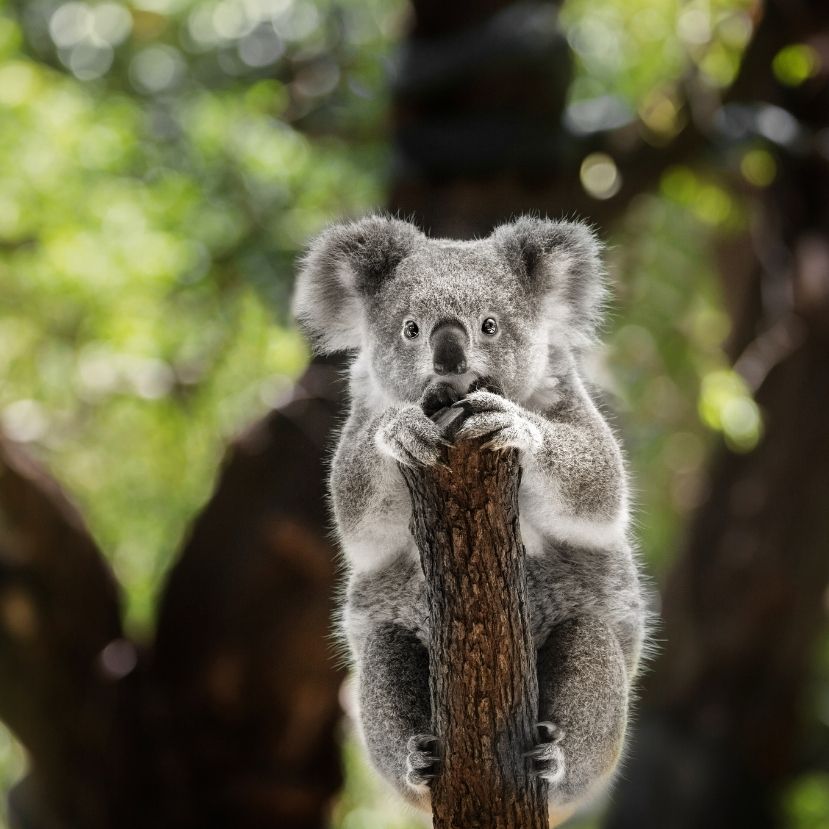 A kihalás fenyegeti a koalákat Kelet-Ausztráliában