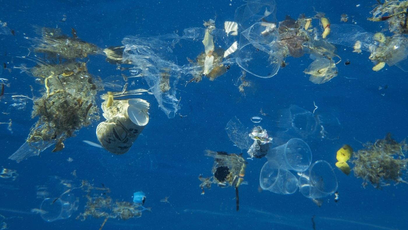 Műanyag tutajokon utaznak az invazív fajok