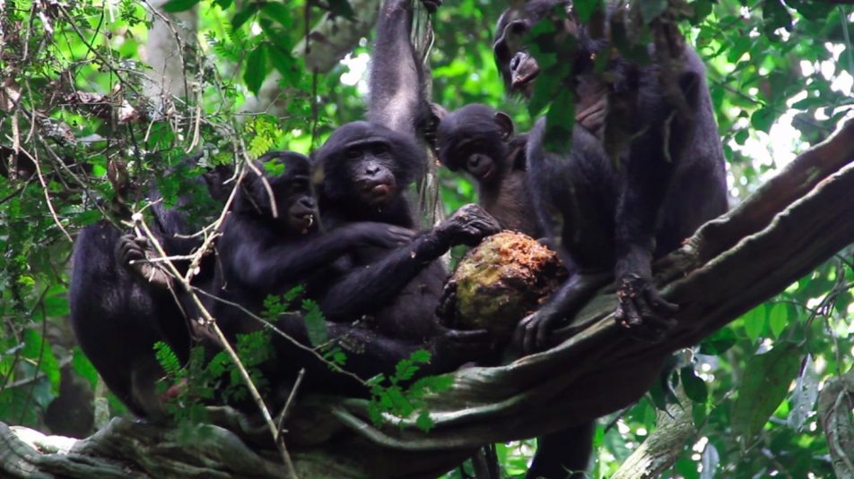 Magyar természetfilmes mutatja meg a világnak a bonobókat
