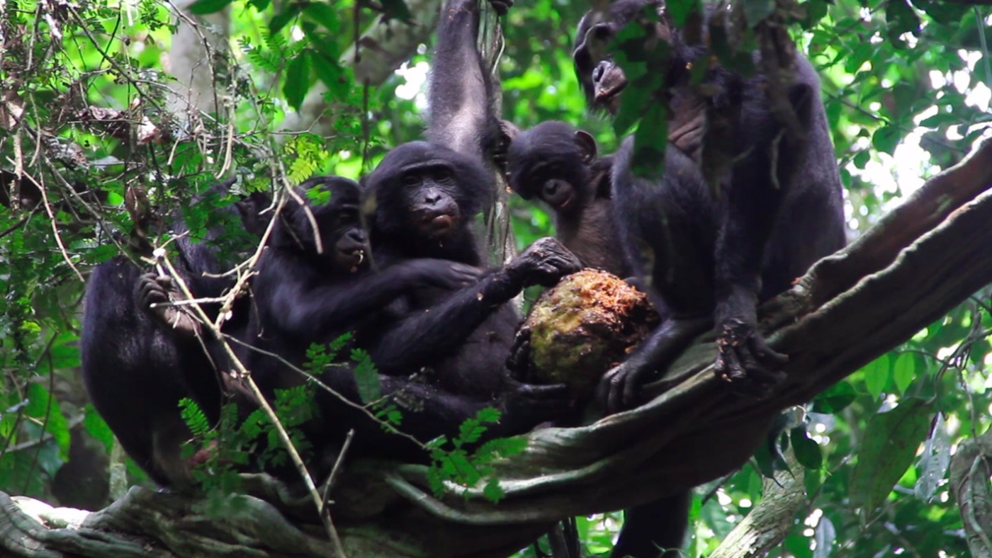 Magyar természetfilmes mutatja meg a világnak a bonobókat