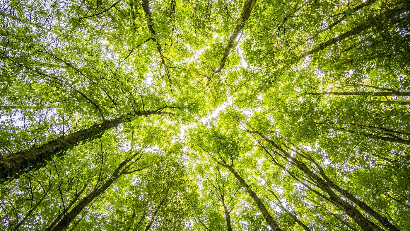 Magyarország számára fontos a fenntartható erdőgazdálkodás