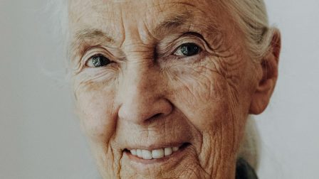 Jane Goodall és 60 tudós: “Hagyják abba a hús- és tejtermékreklámok finanszírozását!”