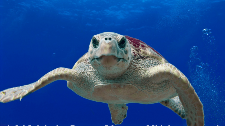 Az álcserepes teknősök jól jártak a járvánnyal