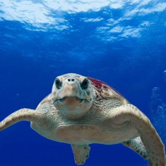 álcserepes teknős úszik