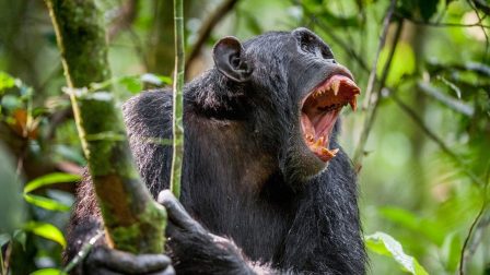 Csimpánzok támadtak gorillákra Gabonban