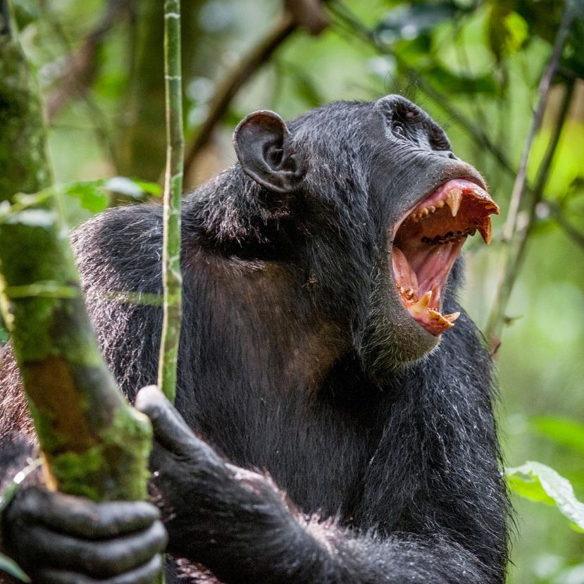 Csimpánzok támadtak gorillákra Gabonban