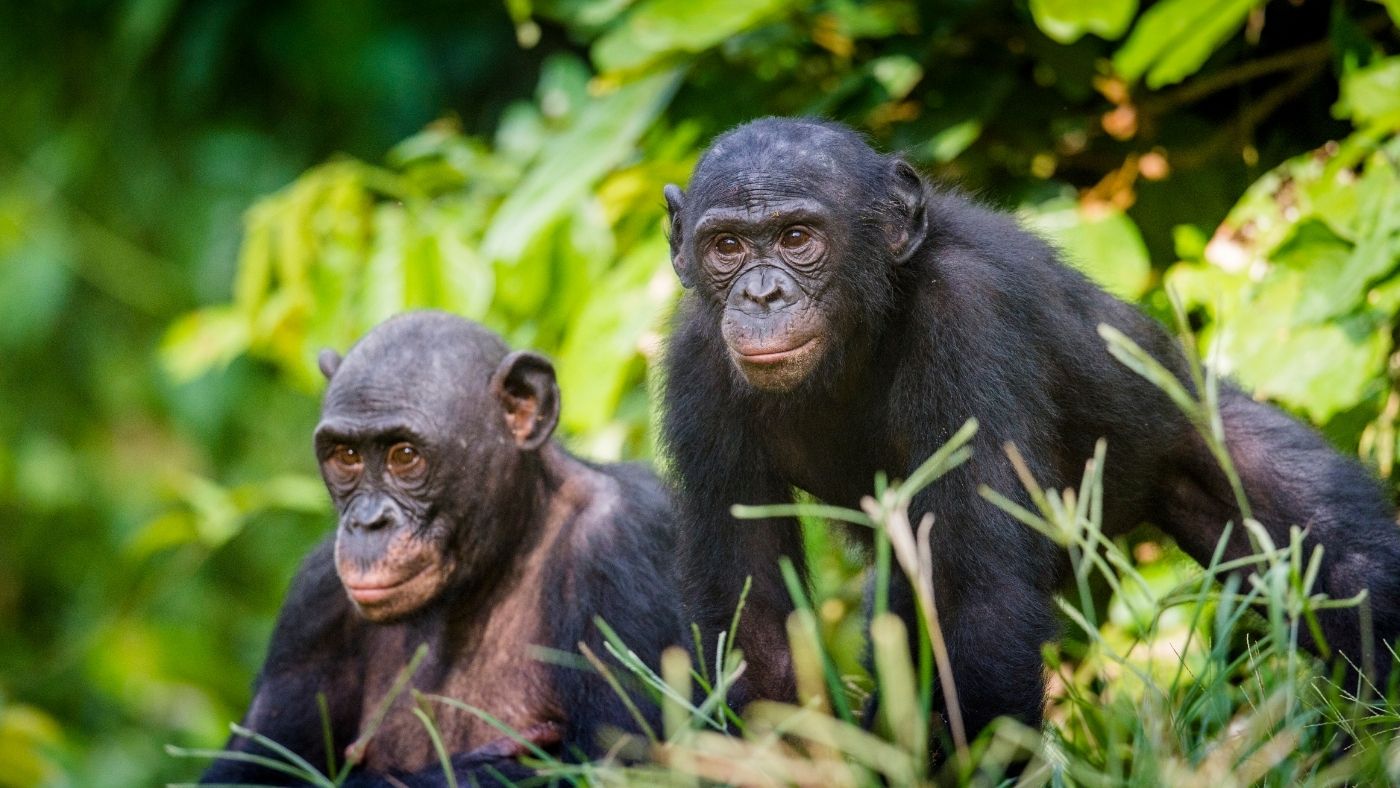 Ma van a Csimpánzok világnapja!