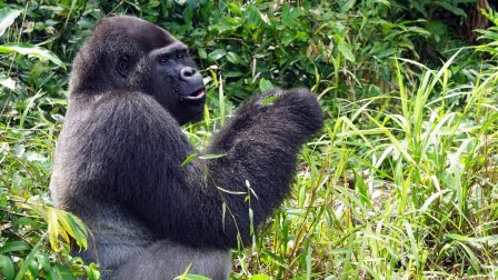 A vadonban most először jött világra kölyke olyan gorilláknak, melyek fogságban születtek