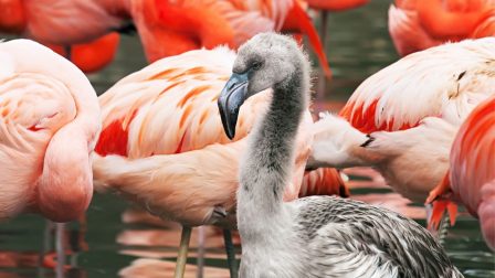 flamingócsibe