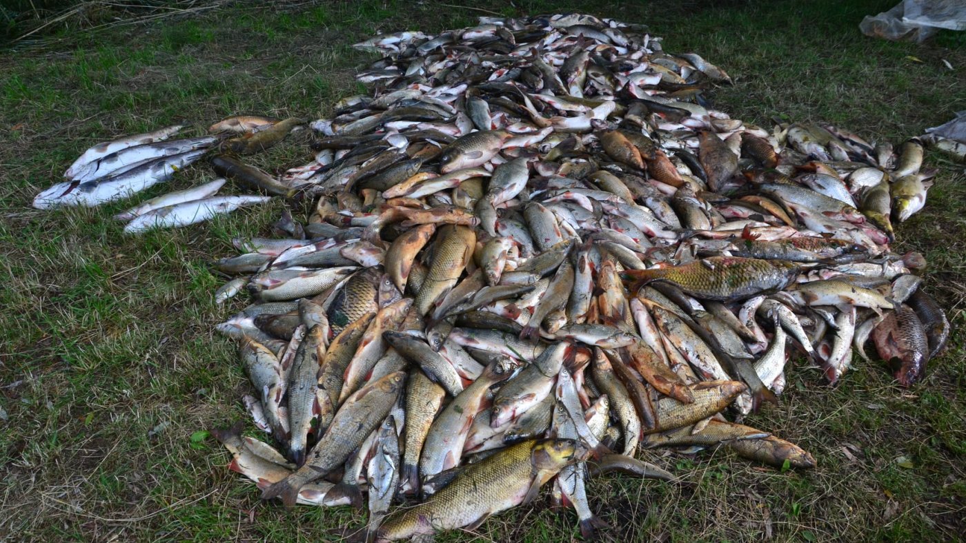 Tömegesen pusztulnak a halak a Duna egyik szlovákiai mellékfolyóján