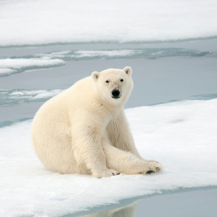 Végveszélyben a jegesmedvék utolsó menedéke