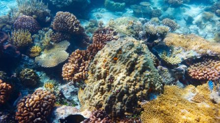 Egyelőre nem került a veszélyeztetett világörökségi helyszínek listájára a Nagy-korallzátony
