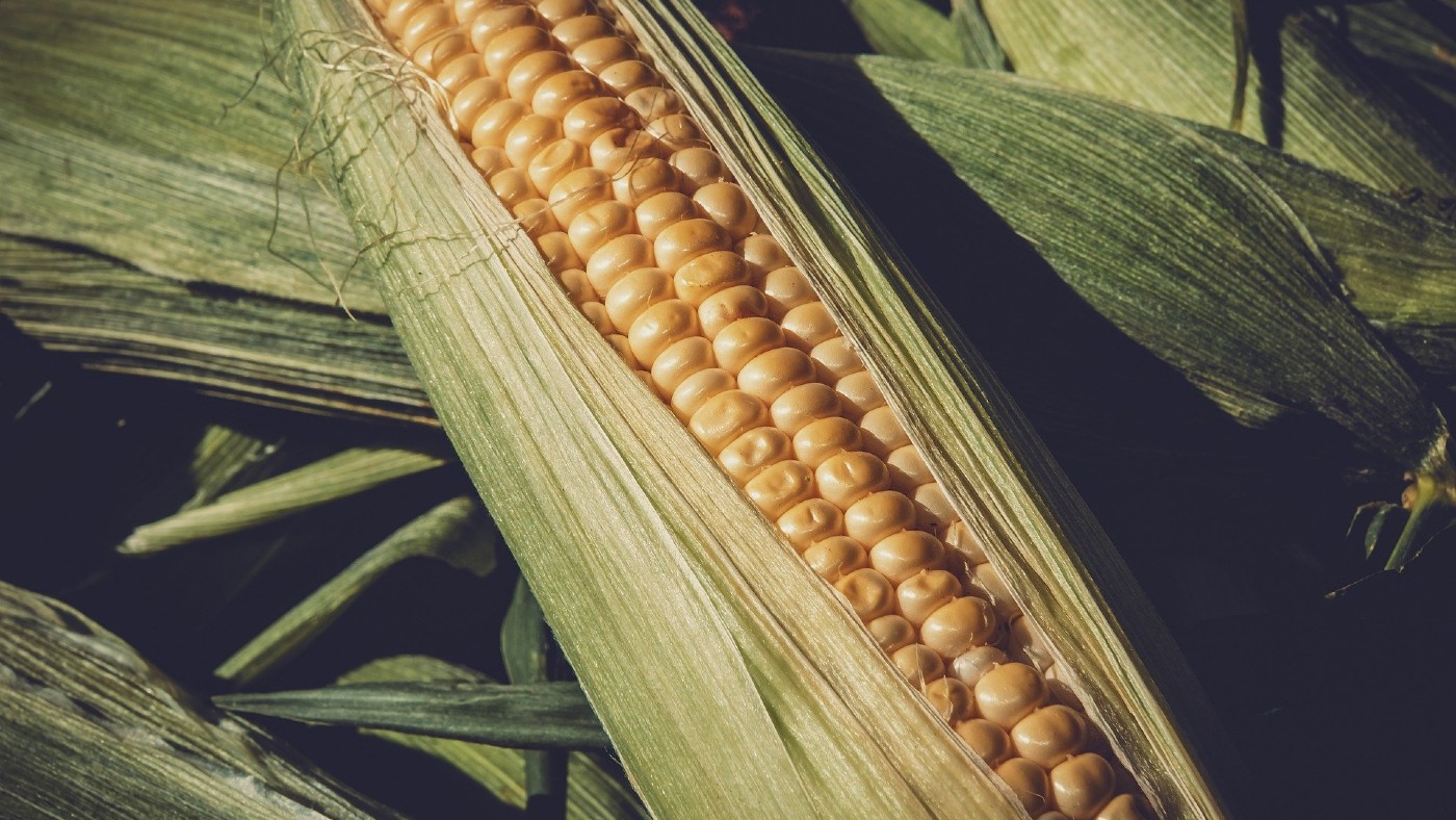 Jó hírek és kihívások a kukoricaföldekről