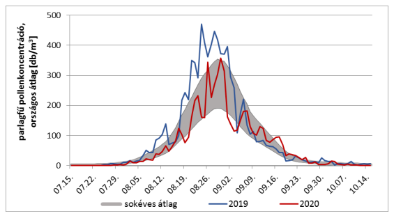 parlagfű pollen napi koncentrációjának alakulása 2019 és 2020-ban. 