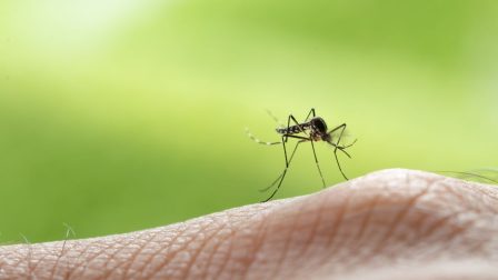 A szúnyogirtás árnyoldalai – Kiirtjuk a környezetünket!