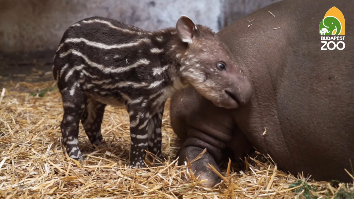 Már lehet szavazni az Állatkert új tapírjának a nevére!