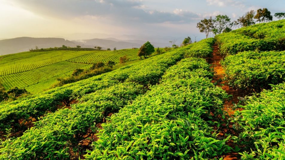 Tea helyett ananászt termelnek a felmelegedés miatt Afrikában