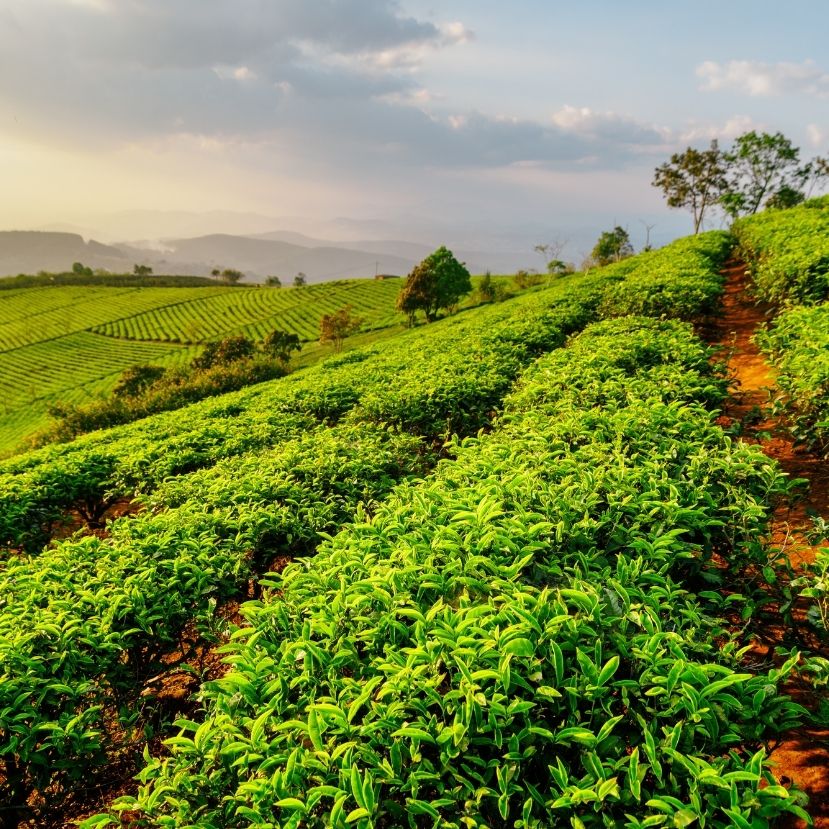 Tea helyett ananászt termelnek a felmelegedés miatt Afrikában