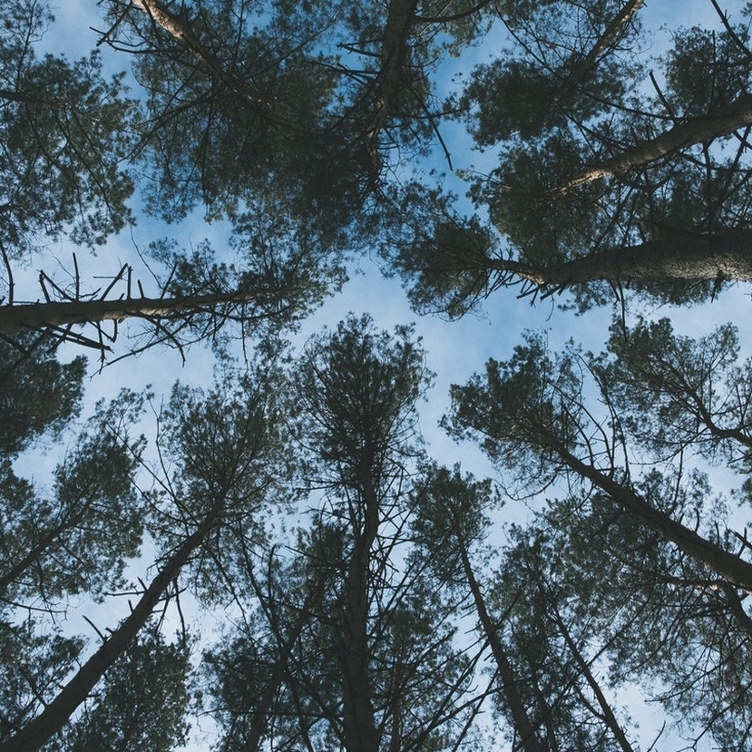 Erdőjárás magasabb fokon – Sokszínű lombkorona-sétányok várnak minket országszerte
