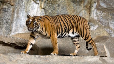 Koronavírus fertőzött meg kihalás fenyegette szumátrai tigriseket