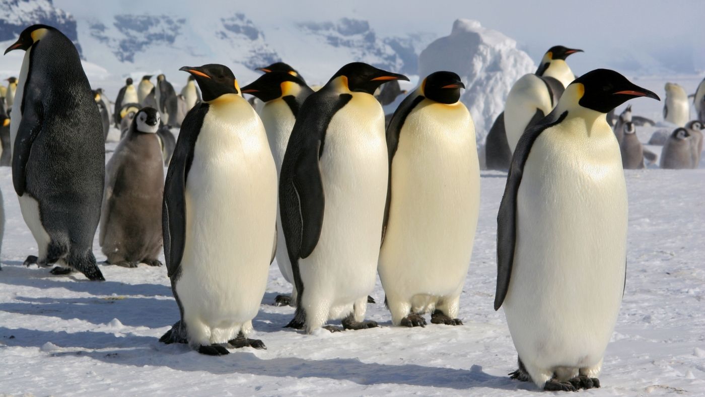 Az éghajlatváltozás kiemelt kockázatot jelent a császárpingvineknek