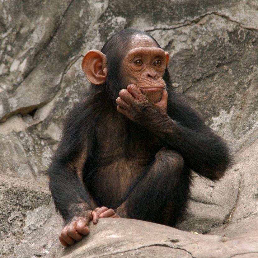 Még nem kezdődött el a csimpánzok kőkorszaka