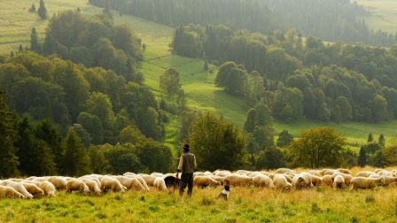 Legelők és juhok őre Erdélyben – interjúnk egy igazi pásztorral