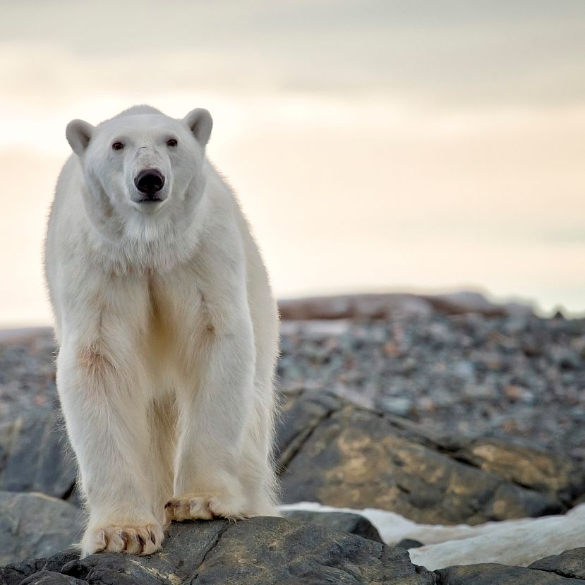 Jegesmedve támadt filmesekre Grönlandon