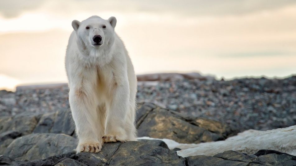 Jegesmedve támadt filmesekre Grönlandon