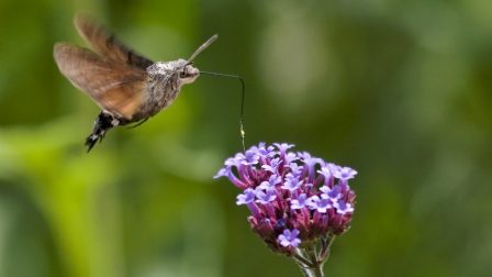 Nem invazív fajjal találkoztál, ha kolibrit láttál a kertben