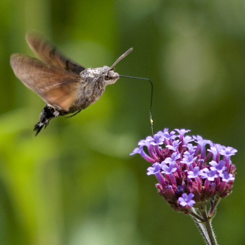 Nem invazív fajjal találkoztál, ha kolibrit láttál a kertben