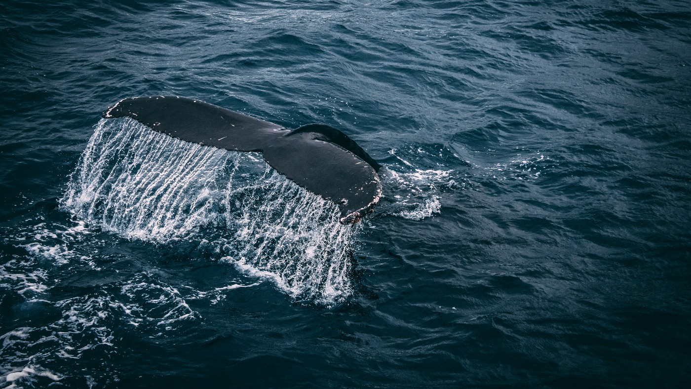 Miért tértek vissza a kék bálnák több mint 40 év kihagyás után Spanyolország atlanti-óceáni partjaira?