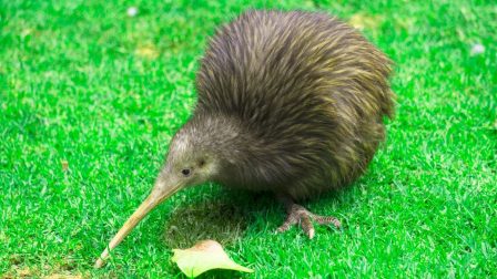 Egyre többfelé énekelnek a kivik, megmenekült Új-Zéland ikonikus madara
